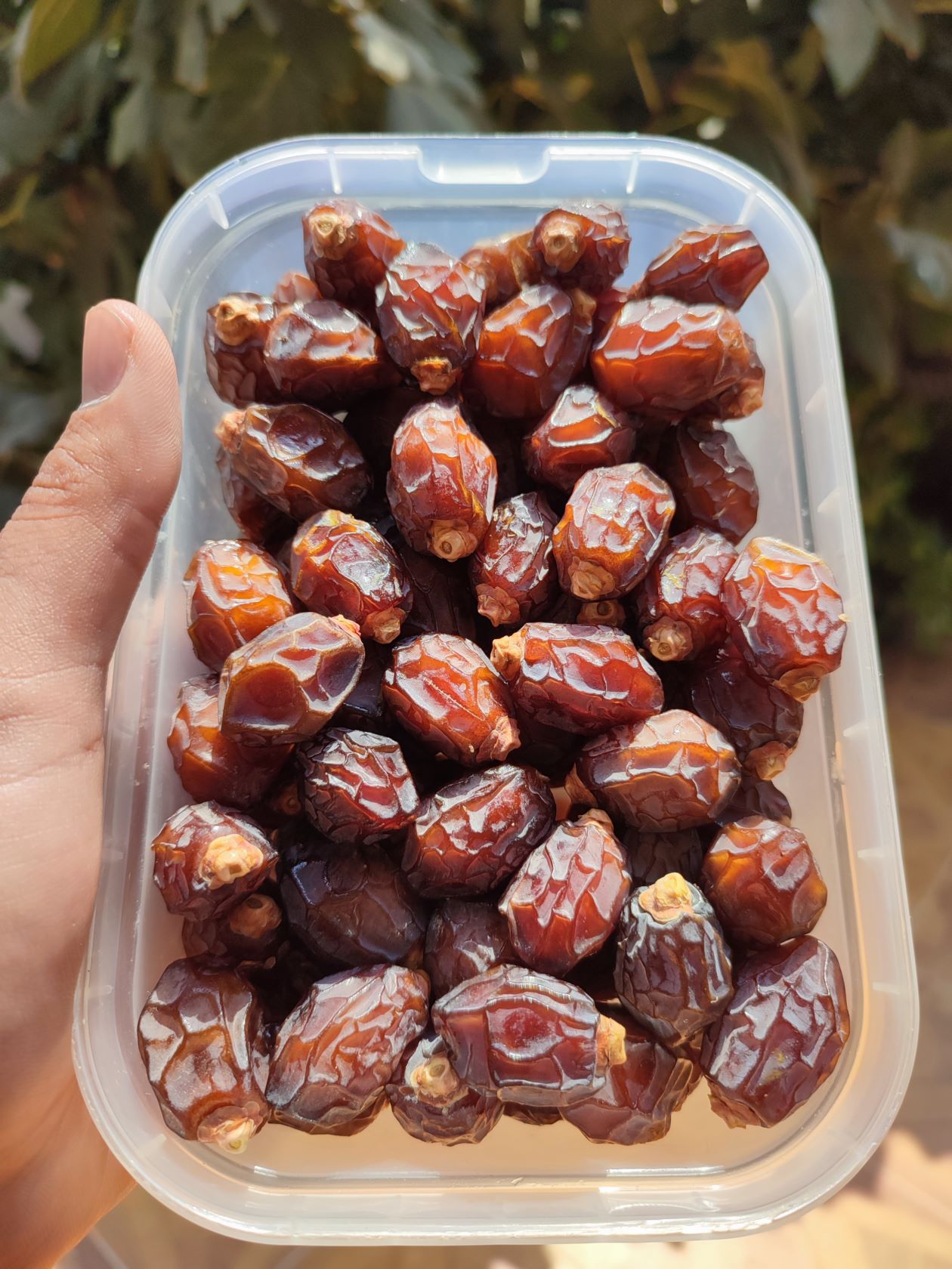 خرما